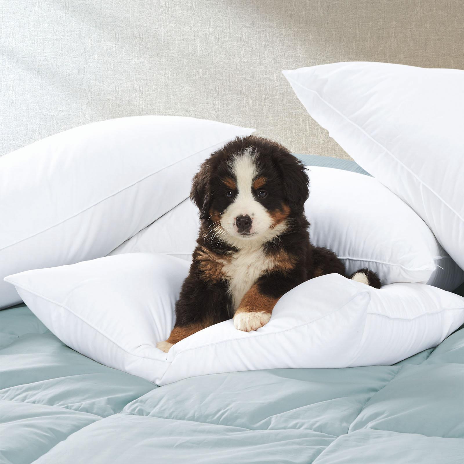 Essential Hypoallergenic Down Alternative Percale Pillow 2 Essential Hypoallergenic Down Alternative Percale Pillow