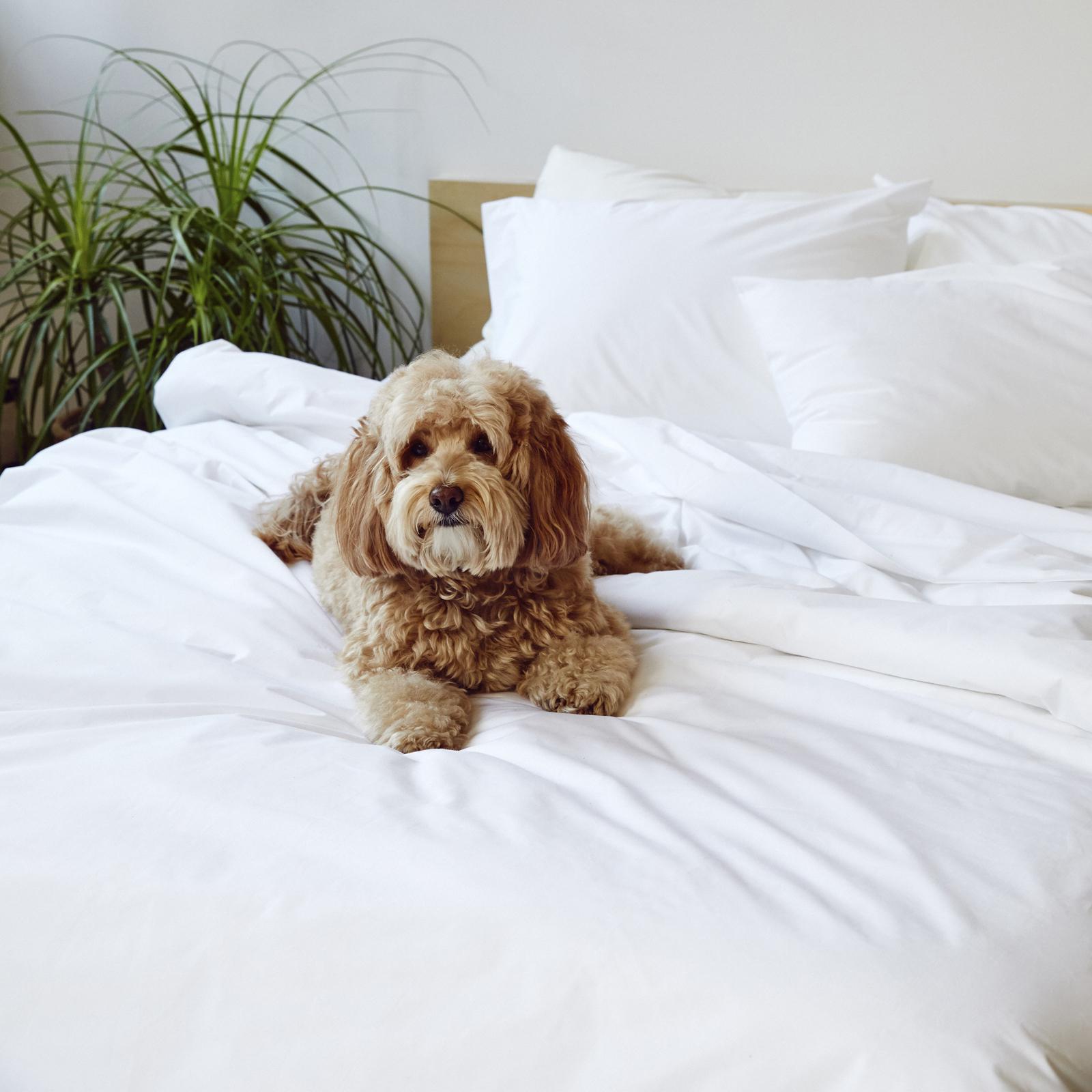 Luxe Sateen No Flat Sheet Set 1 Luxe Sateen No Flat Sheet Set