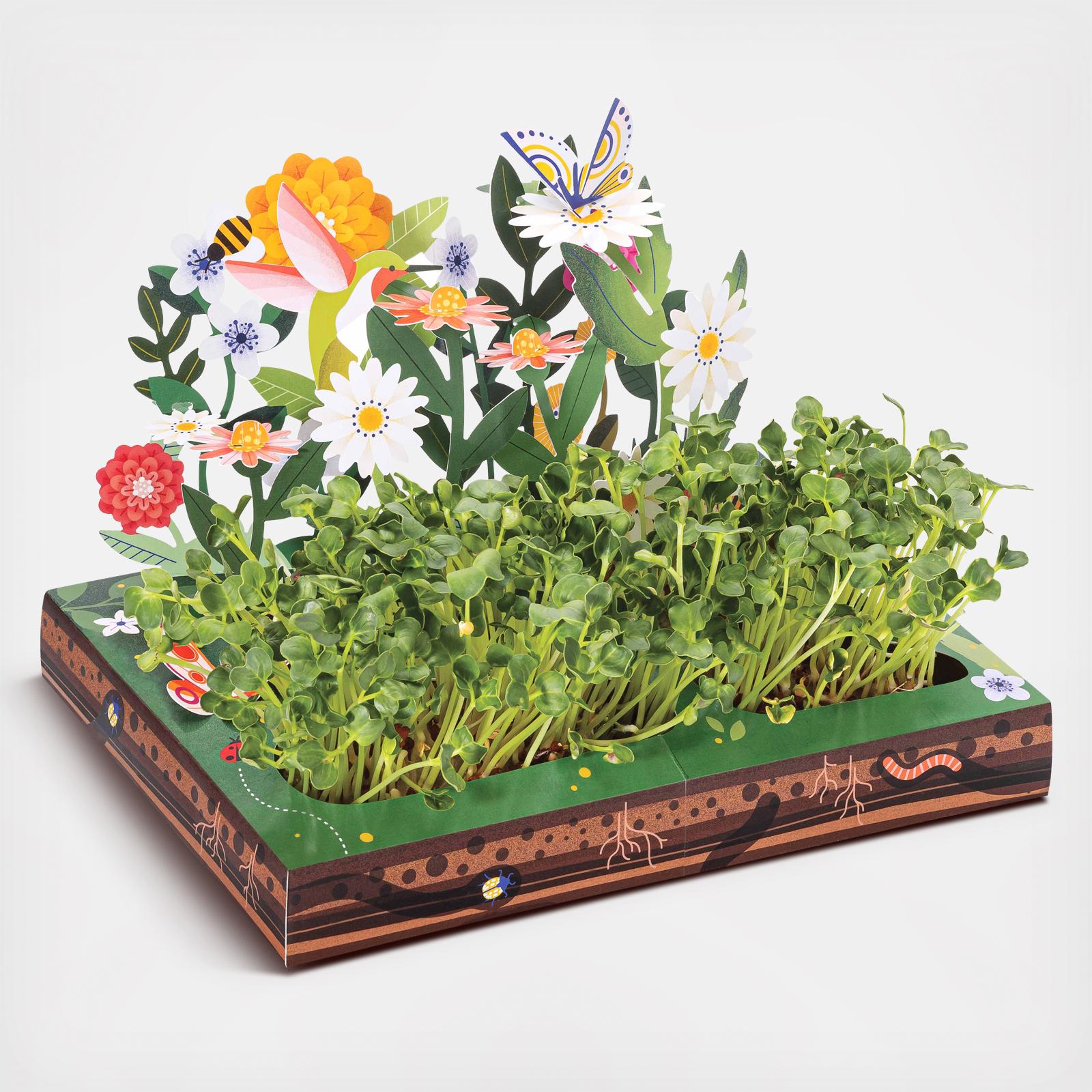 Microgreens Pollinator Habitat Pop Up Garden