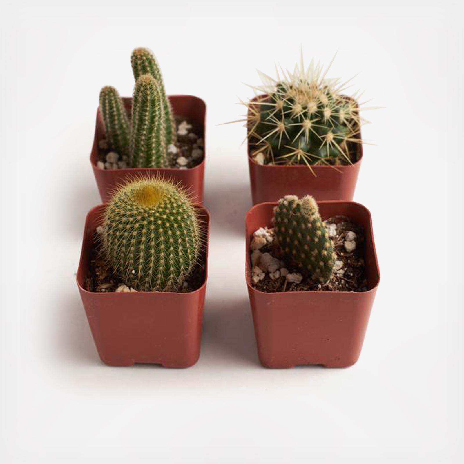 4-Piece 2" Cactus Collection 9 4-Piece 2" Cactus Collection