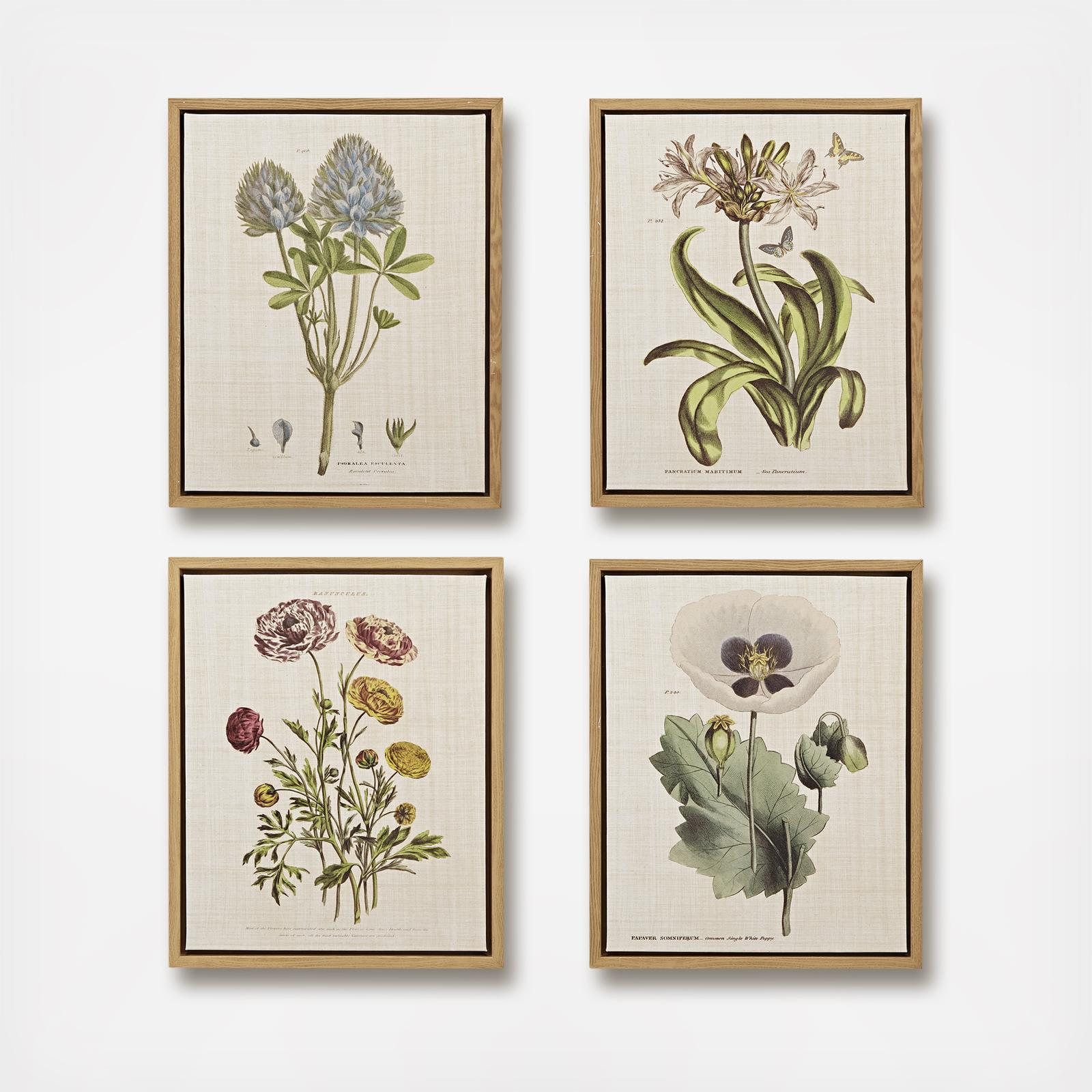 Herbal Botany Framed Canvas, Set of 4
