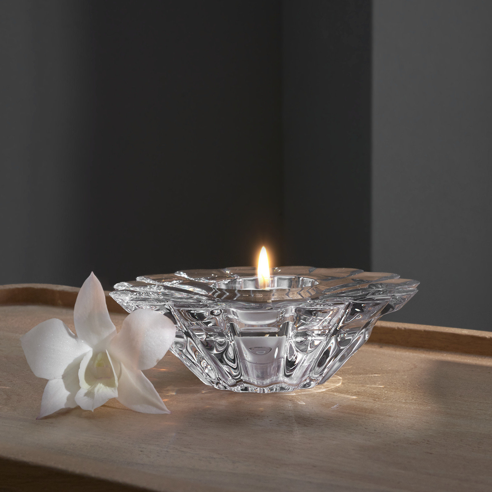 Aster Votive 4 Aster Votive
